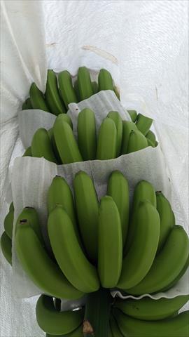 香蕉 產品圖片（圖片編號 963065）