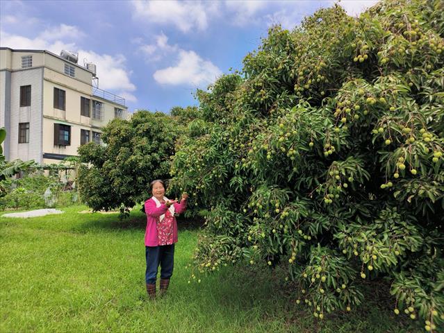 荔枝 產品圖片（產品編號 692918）