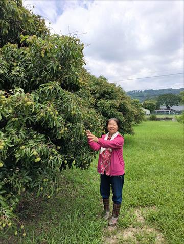 荔枝 產品圖片（圖片編號 963803）