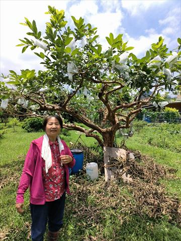 番石榴(芭樂) 產品圖片（圖片編號 963804）