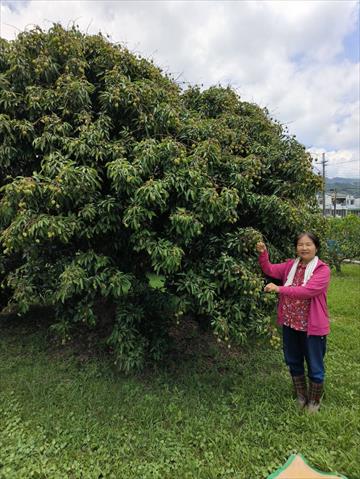 荔枝 產品圖片（圖片編號 963805）