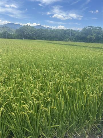 軟秈稻(白米) 產品圖片（產品編號 692961）