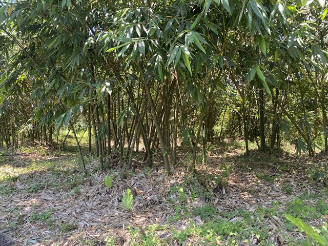 竹筍 產品圖片（圖片編號 964532）