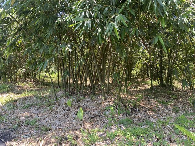 竹筍 產品圖片（圖片編號 964533）