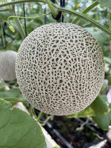 洋香瓜(哈蜜瓜) 產品圖片（產品編號 693475）
