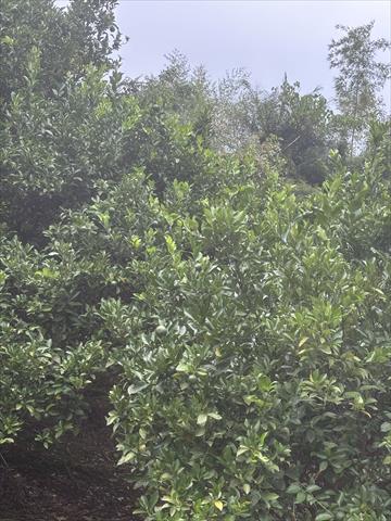 椪柑 產品圖片（圖片編號 965347）