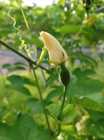 木虌果(木鱉果) 產品圖片（圖片編號 965432）