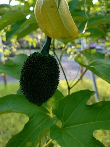 木虌果(木鱉果) 產品圖片（圖片編號 965433）