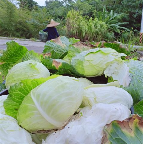 甘藍(高麗菜) 產品圖片（產品編號 693757）
