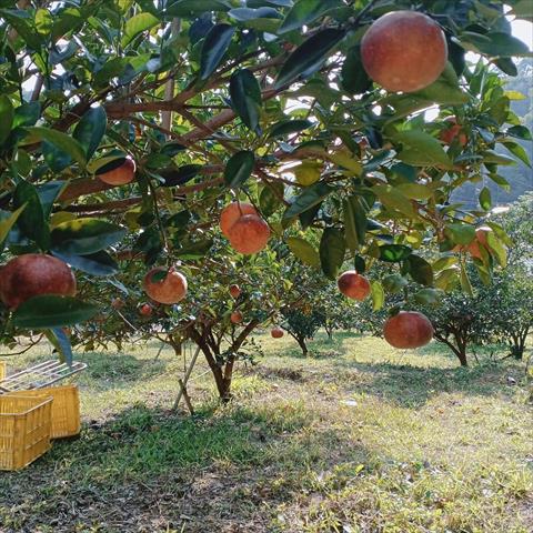 茂谷柑 產品圖片（圖片編號 965537）