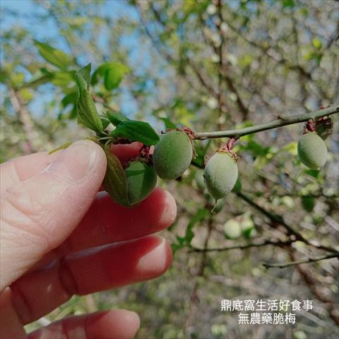 梅 產品圖片（圖片編號 965539）