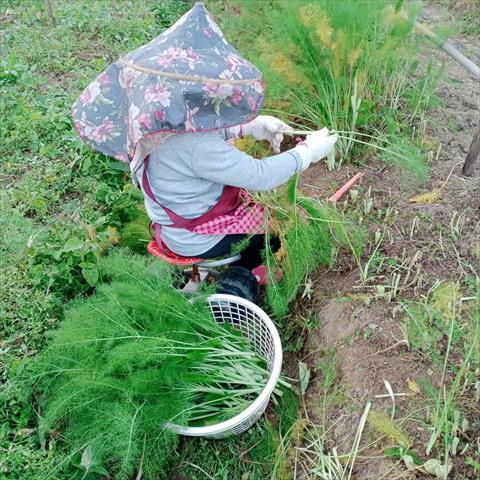 茴香 產品圖片（圖片編號 965550）