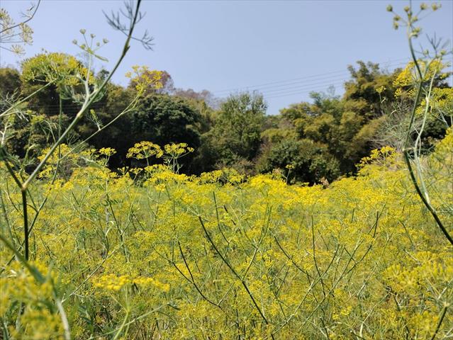 茴香 產品圖片（圖片編號 965552）