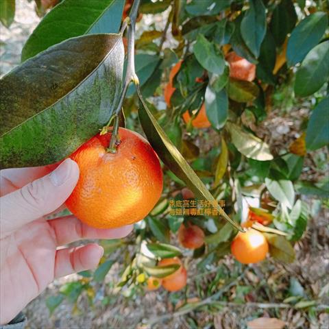 檸檬 產品圖片（圖片編號 965556）