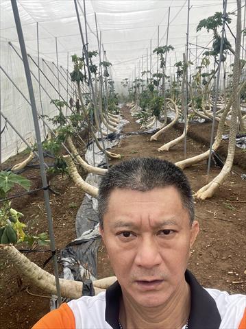 木瓜 產品圖片（圖片編號 965690）