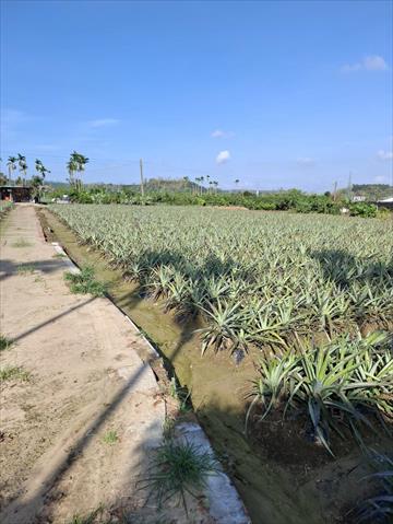 鳳梨 產品圖片（圖片編號 966057）