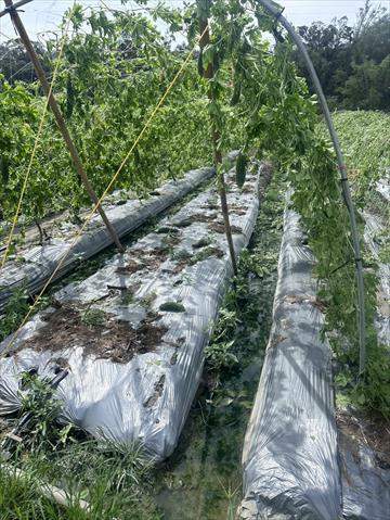 苦瓜 產品圖片（圖片編號 966064）