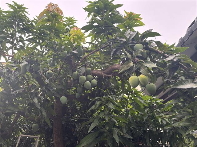 芒果 產品圖片（產品編號 694156）