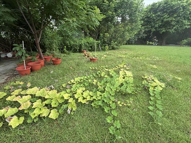 南瓜(金瓜) 產品圖片（產品編號 694157）