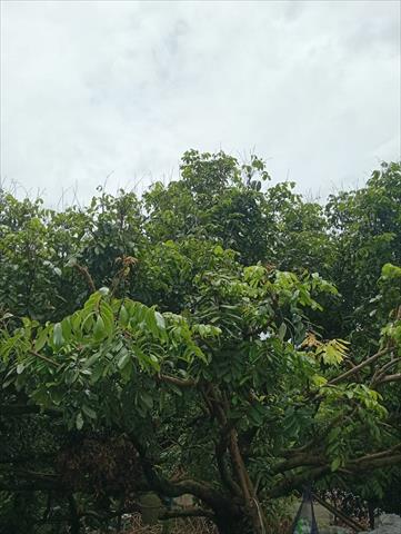 龍眼 產品圖片（產品編號 694168）