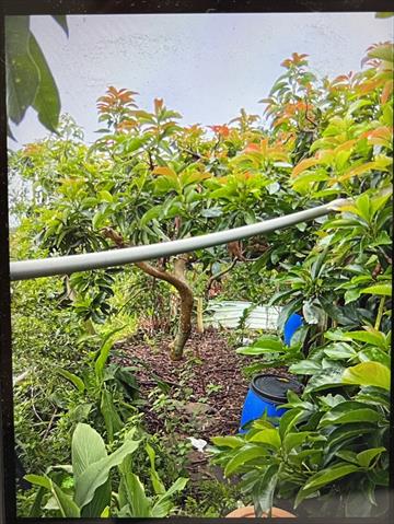 酪梨 產品圖片（圖片編號 966289）
