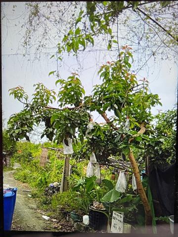 酪梨 產品圖片（圖片編號 966290）