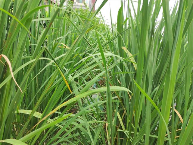 茭白筍 產品圖片（圖片編號 966561）