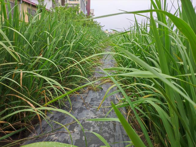 茭白筍 產品圖片（圖片編號 966562）