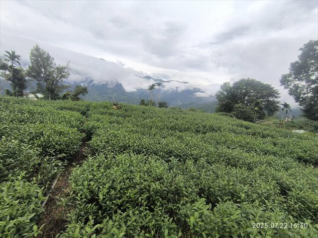 茶製品-茶 產品圖片（圖片編號 966586）