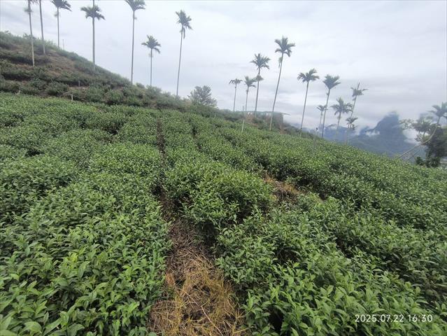 茶製品-茶 產品圖片（圖片編號 966587）