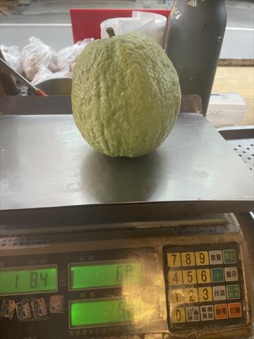番石榴(芭樂) 產品圖片（產品編號 694419）