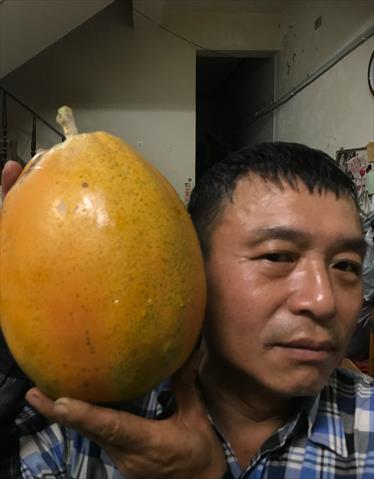 番石榴(芭樂) 產品圖片（圖片編號 966815）