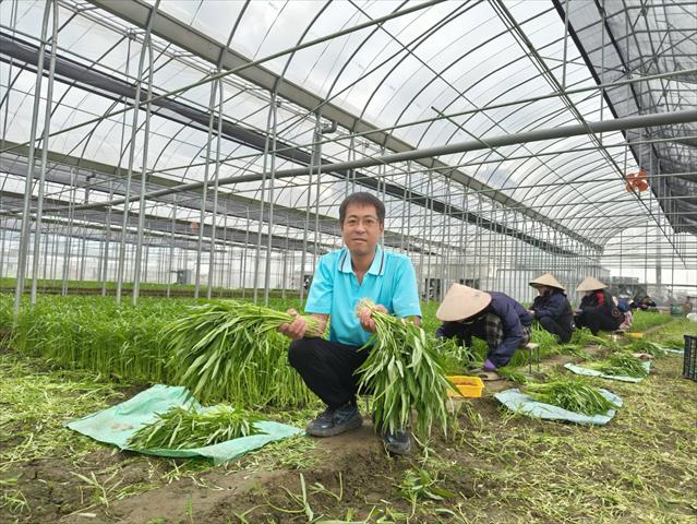 蕹菜(空心菜) 產品圖片（產品編號 694491）