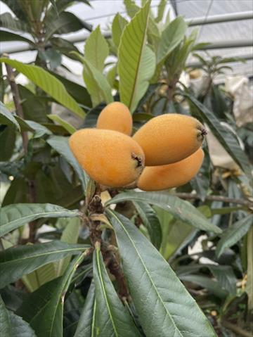 枇杷 產品圖片（圖片編號 967921）