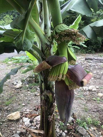 香蕉 產品圖片（產品編號 695223）