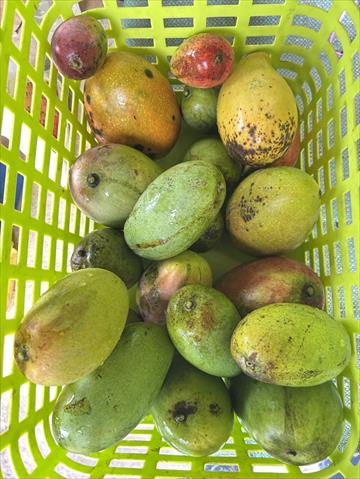 芒果 產品圖片（圖片編號 968387）