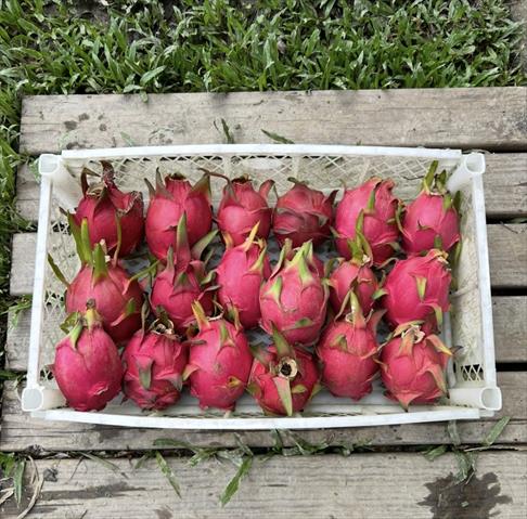 紅龍果 產品圖片（圖片編號 968390）
