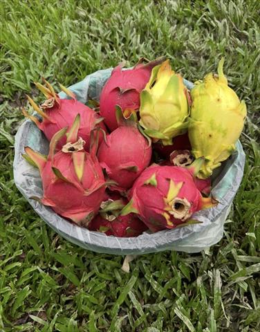 紅龍果 產品圖片（圖片編號 968391）