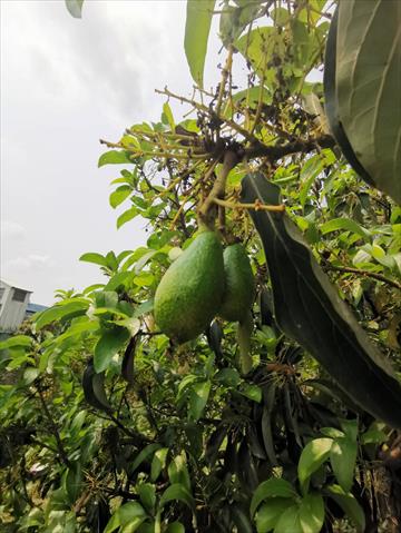 酪梨 產品圖片（圖片編號 968399）