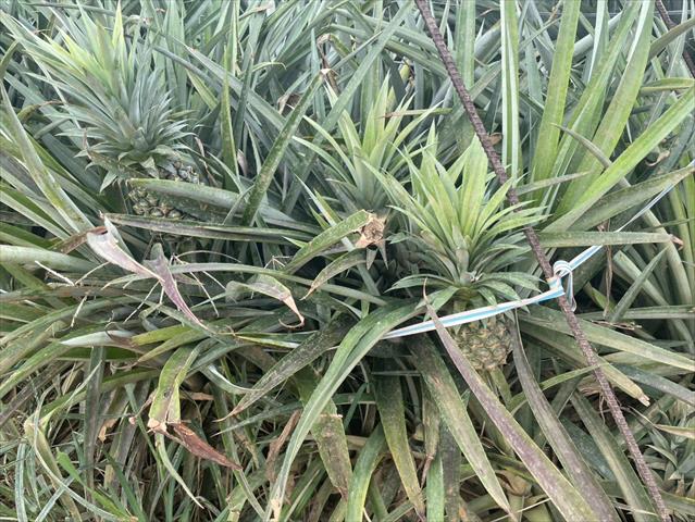 鳳梨 產品圖片（圖片編號 968406）