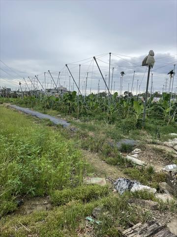 香蕉 產品圖片（產品編號 695446）