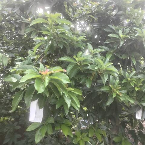 酪梨 產品圖片（圖片編號 968414）