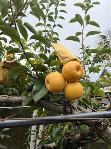 梨 產品圖片（圖片編號 968439）