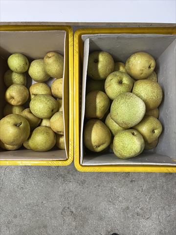 梨 產品圖片（圖片編號 968440）