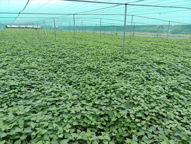 葉用甘藷(地瓜葉,甘藷葉) 產品圖片（產品編號 695543）