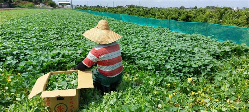 葉用甘藷(地瓜葉,甘藷葉) 產品圖片（圖片編號 968768）