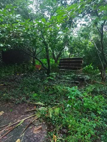 荔枝 產品圖片（產品編號 695555）