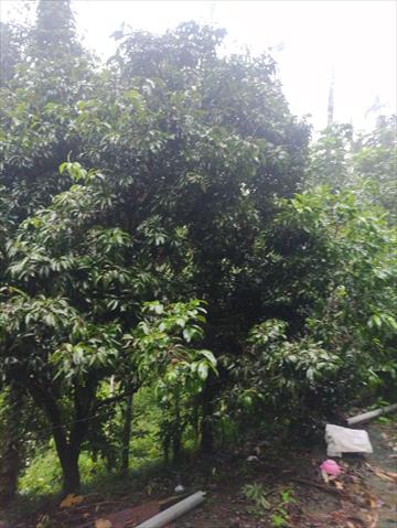 荔枝 產品圖片（圖片編號 968790）