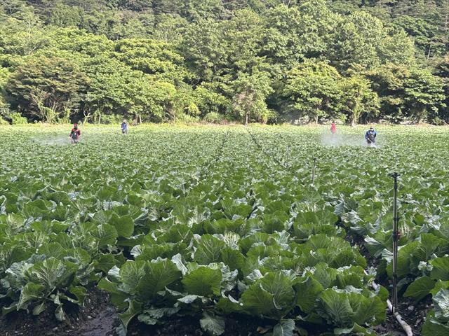 甘藍(高麗菜) 產品圖片（產品編號 695740）