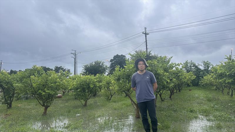 番石榴(芭樂) 產品圖片（產品編號 695907）